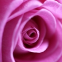 Rose cuisine - 3